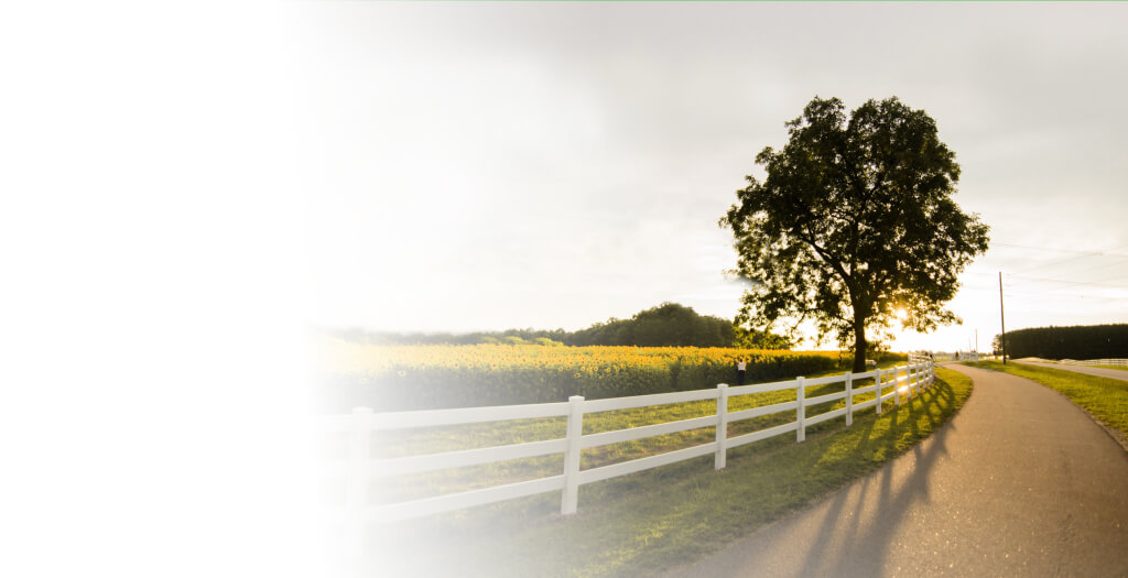 A landscape of a rural area at dusk with a white fence, a big tree and yellow flowers in the background
